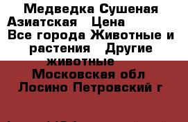 Медведка Сушеная Азиатская › Цена ­ 1 400 - Все города Животные и растения » Другие животные   . Московская обл.,Лосино-Петровский г.